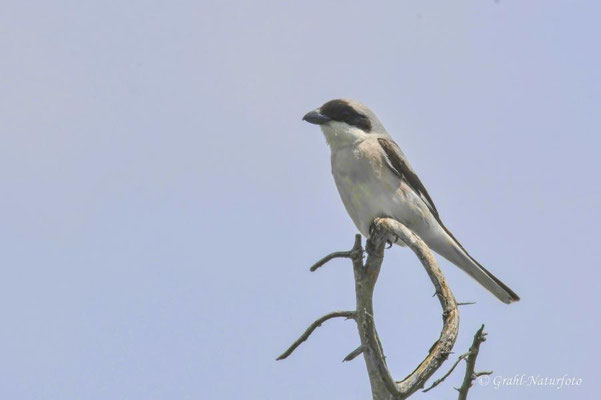 Schwarzstirnwürger (Lanius minor) im Prachtkleid bei Vadu.