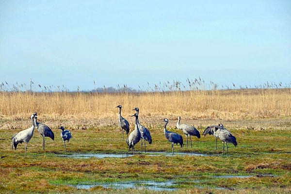 Frühjahrsrast der Kraniche am Günzer See 2017