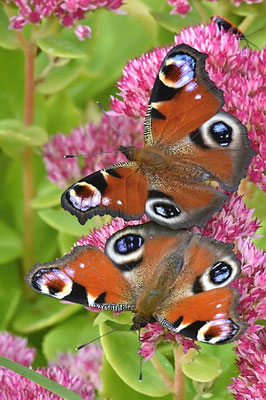 Tagpfauenauge (Inachis io) auf der Fetten Henne (Sedum spectabile)