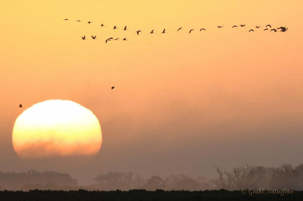 Herbstrast der Kraniche (Grus grus) 2022. Sonnenaufgang zur Kranichzählung.