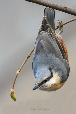 Kleiber (Sitta europaea)