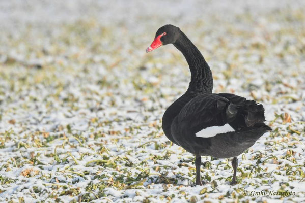Trauerschwan (Cygnus atratus) Neozon, NSG Untere Havel Nord.