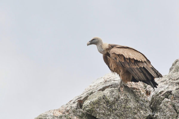 Gänsegeier (Gyps fulvus)