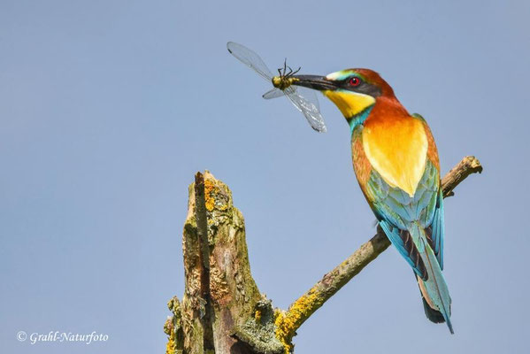 Bienenfresser (Merops apiaster) mit einer erbeuteten Libelle.