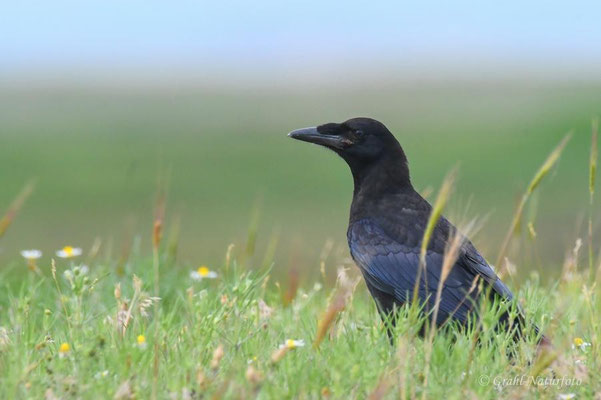 Junge Saatkrähe (Corvus frugilegus) bei Vadu.