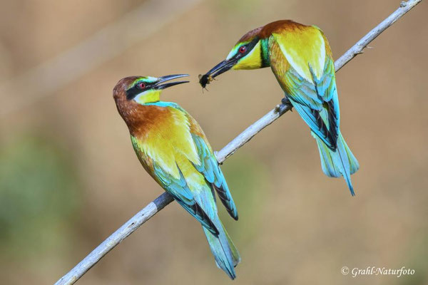Bienenfresser (Merops apiaster) beim Füttern der Partnerin.