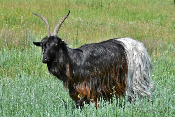 Walliser Schwarzhalsziege (Capra aegagrus f. hircus) auf einer Brandenburger Weide.