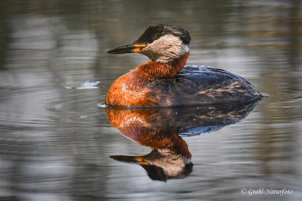 Rothalstaucher (Podiceps grisegena), Linumer Teichland.