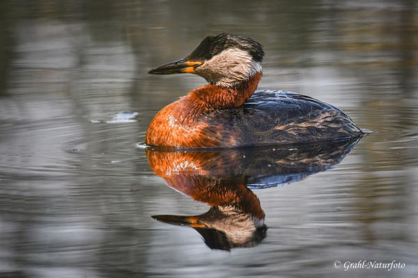 Rothalstaucher (Podiceps grisegena), Linumer Teichland.