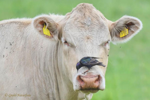 Rinder (Bos primigenius f. taurus) und Stare (Sturnus vulgaris) auf einer Brandenburger Weide.