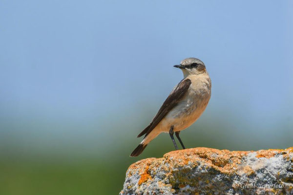 Steinschmätzer (Oenanthe oenanthe) am Kap Kaliakra - Bulgarien.