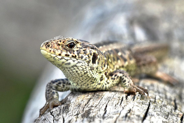 Zauneidechse (Lacerta agilis)