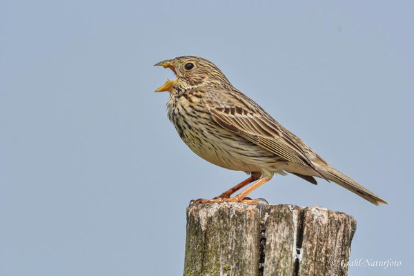 Grauammer (Emberiza calandra) NSG Untere Havel Nord.