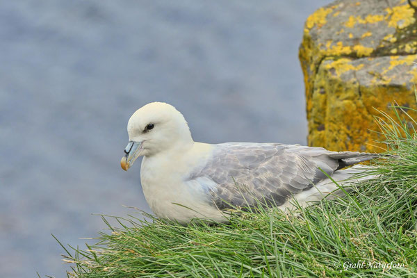 Eissturmvogel (Fulmarus glacialis) auf dem Vogelfelsen Hafnarhólmi.
