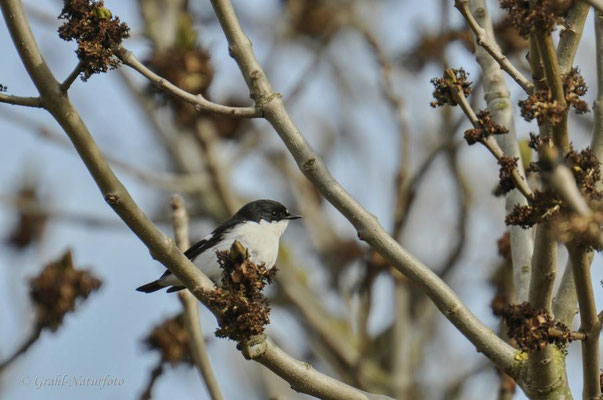 Trauerschnäpper (Ficedula hypoleuca)