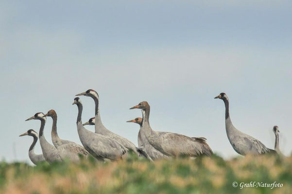 Herbstrast der Kraniche (Grus grus) in Rhin- und Havelluch 2025.