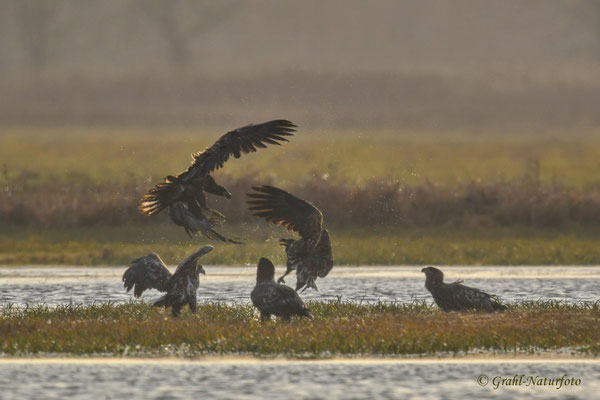 Streit bei den Seeadlern (Haliaeetus albicilla) im NSG Untere Havel Nord.