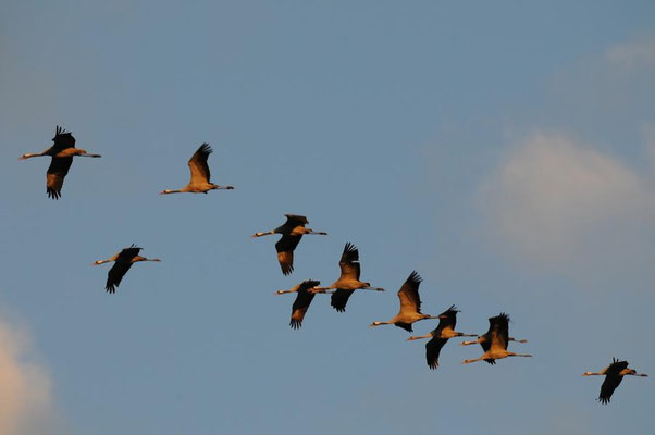 Herbstrast der Kraniche im Rhin- und Havelluch - Abendeinflug bei Linum