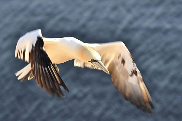 Vorbeiflug in der Abendsonne