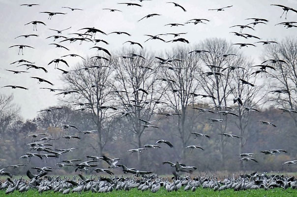 Herbstrast der Kraniche im Rhin- und Havelluch