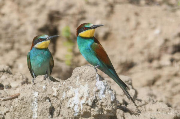 Bienenfresser (Merops apiaster) bei Jurilovca.