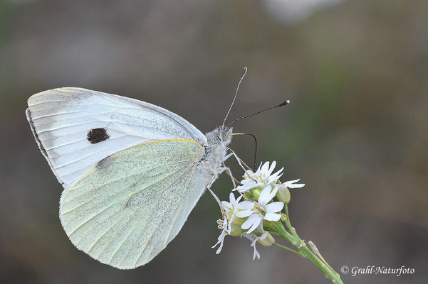 Großer Kohlweißling (Pieris brassicae)