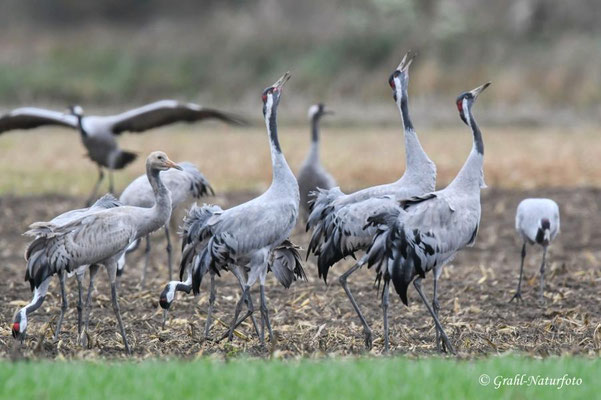 Herbstrast der Kraniche (Grus grus) in Rhin- und Havelluch 2025.