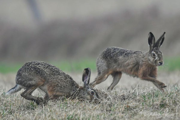 Feldhasen (Lepus europaeus) auf den Wiesen von Parey.