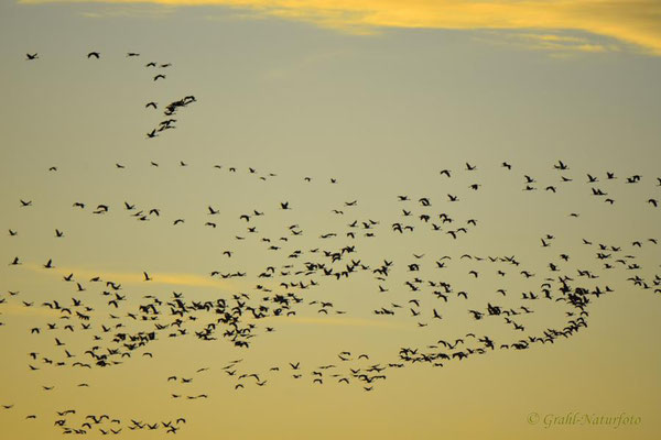 Abendeinflug der Kraniche (Grus grus) zum Schlafplatz.