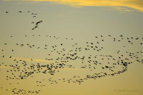 Abendeinflug der Kraniche (Grus grus) zum Schlafplatz.