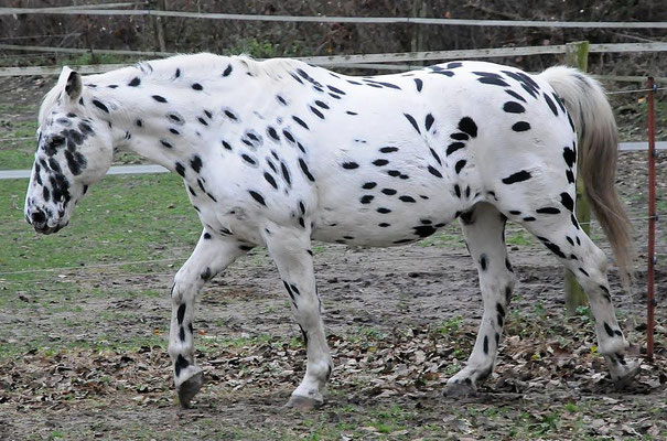 Knabstrupper (Equus ferus f. caballus) sind eine Barockpferderasse aus Dänemark. Es handelt sich meist um auffällig gezeichnete Schecken.