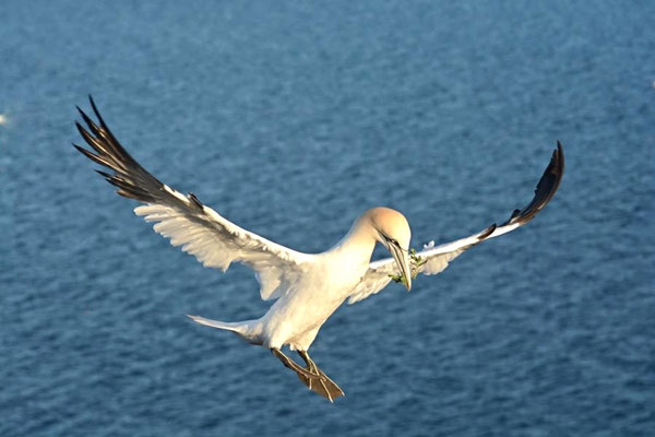 Im Landeanflug