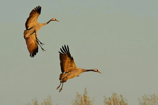 Abendeinflug am Vorsammelplatz