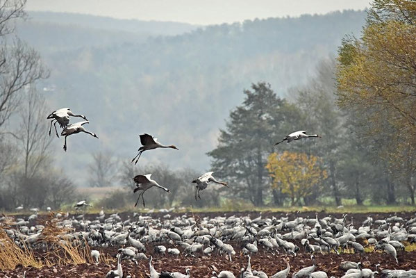 Herbstrast der Kraniche im Naturpark Kyffhäuser/Thüringen 2017 - Landeanflug