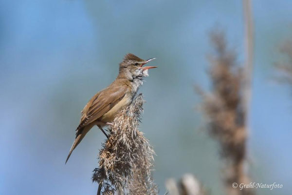 Drosselrohrsänger (Acrocephalus arundinaceus), Linumer Teichland.