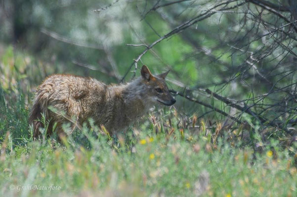 Goldschakal (Canis aureus) bei Vadu.