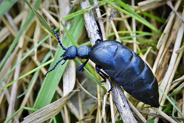 Schwarzblauer Ölkäfer (Meloë proscarabaeus)