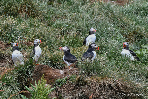 Papageientaucher (Fratercula arctica) Kolonie auf dem Vogelfelsen Hafnarhólmi in den Ostfjorden.