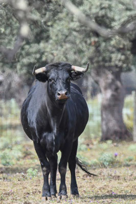El Toro - Spanischer Kampfstier (Bos primigenius f. taurus) auf der Estanzia "Santa Amalia" in der Extremadura.