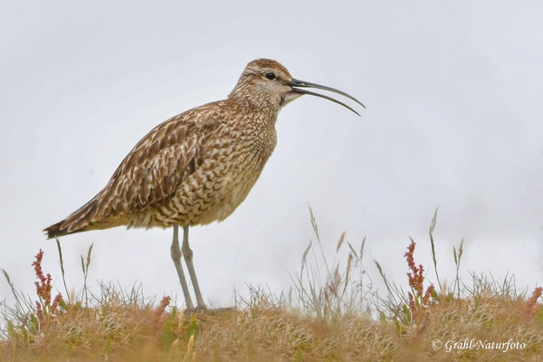 Der Regenbrachvogel (Numenius phaeopus) ähnelt zwar dem Großen Brachvogel, ist aber kleiner.