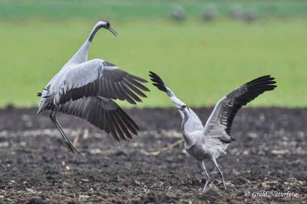 Herbstrast der Kraniche (Grus grus) in Rhin- und Havelluch 2025.