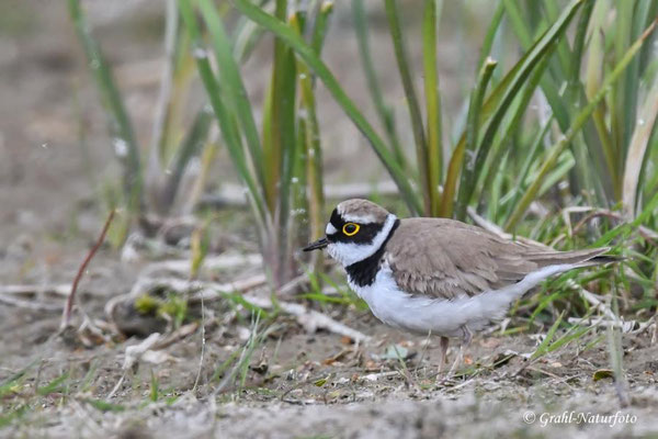 Flussregenpfeifer (Charadrius dubius) NSG Untere Havel Nord. Zum ersten Mal gesehen!