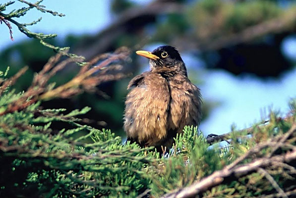 Die Falklanddrossel (Turdus falcklandii falcklandii) ist ein Singvogel aus der Familie der Drosseln (Turdidae) und der Gattung der Echten Drosseln.