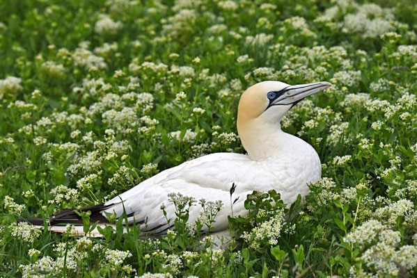Basstölpel - In einem Blütenmeer der Wilden Rübe (Beta vulgaris subsp. maritima)