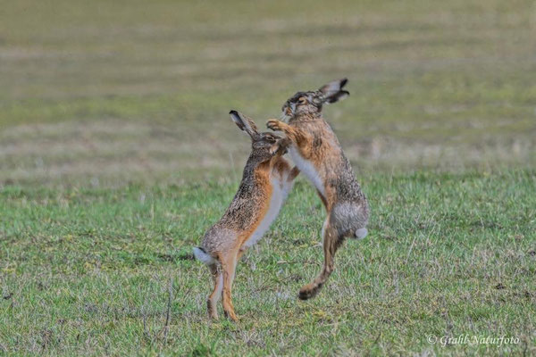 Rammelzeit, boxende Feldhasen (Lepus europaeus).