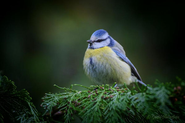 Blaumeise (Cyanistes caeruleus)