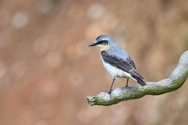 Steinschmätzer (Oenanthe oenanthe) - männl.