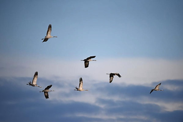 Kraniche in Rhin- und Havelluch am 08.12.2017