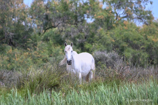 Die "Weißen Pferde" (Equus ferus f. caballus) der Camargue.
