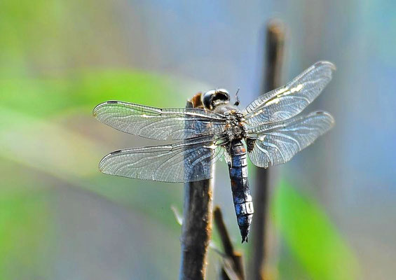 Spitzenfleck (Libellula fulva)